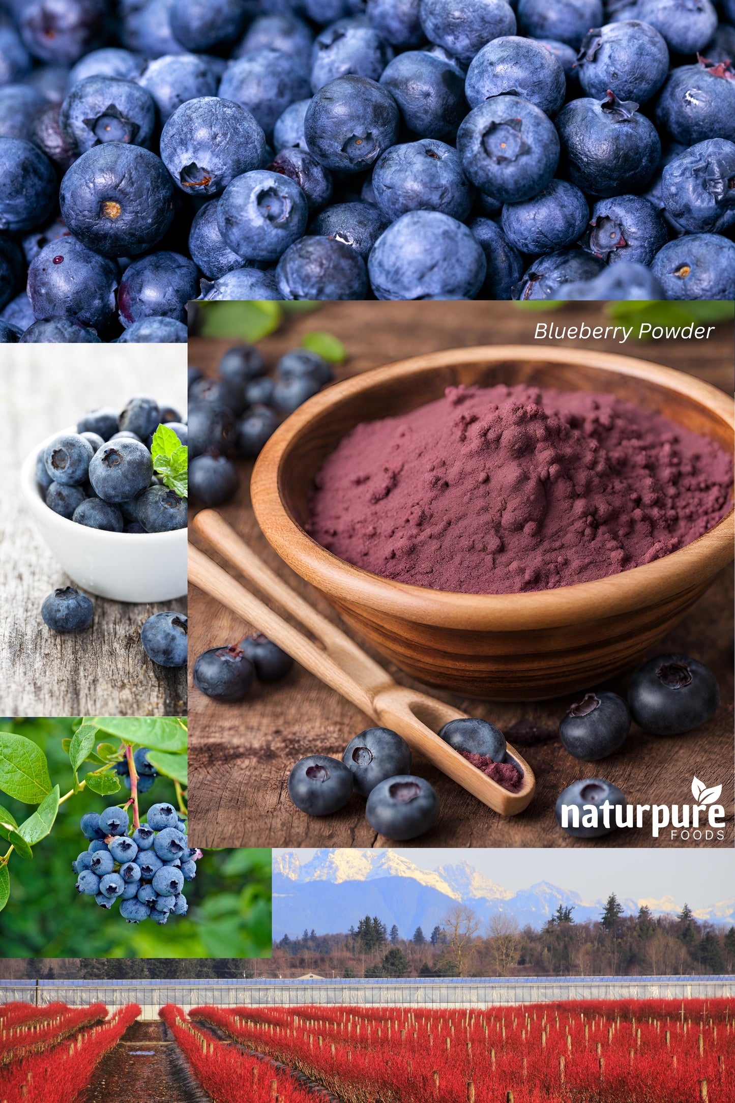 Blueberry Powder